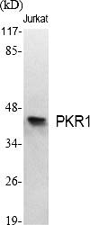 Fig.1. Western Blot analysis of various cells using PKR1 Polyclonal Antibody.