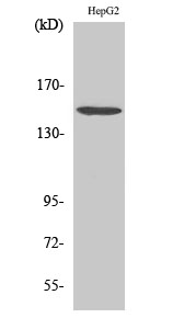 Fig. Western Blot analysis of various cells using PLC β3 Polyclonal Antibody.