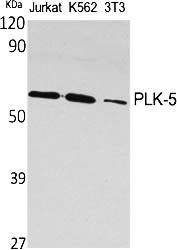 Fig.1. Western Blot analysis of various cells using PLK-5 Polyclonal Antibody.