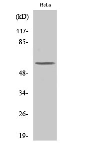 Fig.2. Western Blot analysis of COLO205 cells using PLK-5 Polyclonal Antibody.