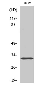 Fig.1. Western Blot analysis of various cells using PMEPA1 Polyclonal Antibody diluted at 1:500.
