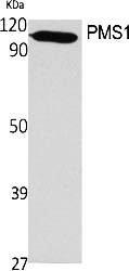 Fig.1. Western Blot analysis of various cells using PMS1 Polyclonal Antibody.