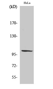 Fig. Western Blot analysis of various cells using PMS2 Polyclonal Antibody.