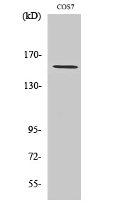 Fig. Western Blot analysis of various cells using POLR3A Polyclonal Antibody.