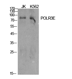 Fig.1. Western Blot analysis of various cells using POLR3E Polyclonal Antibody.