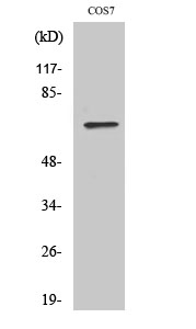 Fig. Western Blot analysis of various cells using POT1 Polyclonal Antibody.