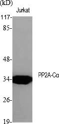 Fig.1. Western Blot analysis of various cells using PP2A-Cα Polyclonal Antibody diluted at 1:2000.