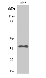 Fig.2. Western Blot analysis of A549 cells using PP2A-Cα Polyclonal Antibody diluted at 1:2000.