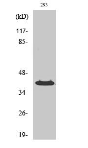 Fig. Western Blot analysis of various cells using PP2Cκ Polyclonal Antibody.