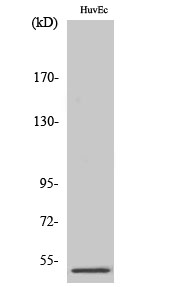 Fig. Western Blot analysis of various cells using PPP2R3C Polyclonal Antibody.