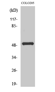 Fig. Western Blot analysis of various cells using PPP4R1L Polyclonal Antibody.