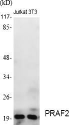 Fig.1. Western Blot analysis of various cells using PRAF2 Polyclonal Antibody diluted at 1:2000.