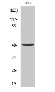 Fig. Western Blot analysis of various cells using PRIM1 Polyclonal Antibody.