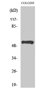 Fig. Western Blot analysis of various cells using PRP19 Polyclonal Antibody.