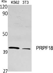 Fig.1. Western Blot analysis of various cells using PRPF18 Polyclonal Antibody diluted at 1:500.