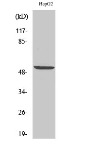 Fig.2. Western Blot analysis of HepG2 cells using PRPH Polyclonal Antibody diluted at 1:1000.