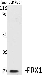Fig.1. Western Blot analysis of various cells using PRX1 Polyclonal Antibody.