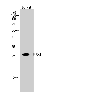 Fig.2. Western Blot analysis of Jurkat cells using PRX1 Polyclonal Antibody.