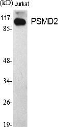 Fig.1. Western Blot analysis of various cells using PSMD2 Polyclonal Antibody.