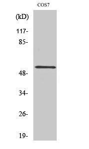 Fig. Western Blot analysis of various cells using PTP1B Polyclonal Antibody diluted at 1:500.