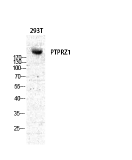 Fig.1. Western Blot analysis of various cells using PTPζ Polyclonal Antibody diluted at 1:500.