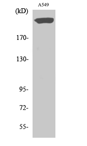 Fig.2. Western Blot analysis of A549 cells using PTPζ Polyclonal Antibody diluted at 1:500.