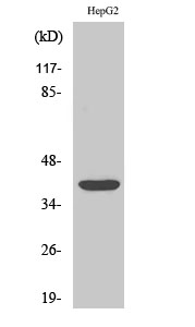 Fig. Western Blot analysis of various cells using PU.1 Polyclonal Antibody.
