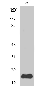 Fig. Western Blot analysis of various cells using PUMA Polyclonal Antibody.