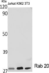 Fig.1. Western Blot analysis of various cells using Rab 20 Polyclonal Antibody diluted at 1:2000.