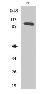 Fig. Western Blot analysis of various cells using Rab 3 GAP p130 Polyclonal Antibody diluted at 1:2000.