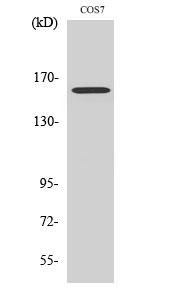 Fig. Western Blot analysis of various cells using Rab 3 GAP p150 Polyclonal Antibody.