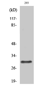 Fig.1. Western Blot analysis of various cells using Rab 34 Polyclonal Antibody diluted at 1:500.