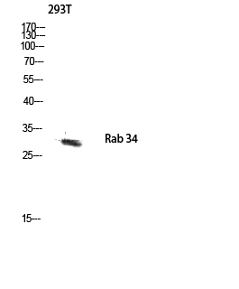 Fig.2. Western blot analysis of 293T lysis using Rab 34 antibody. Antibody was diluted at 1:500.