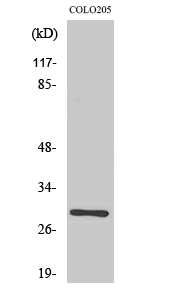 Fig. Western Blot analysis of various cells using Rab 6C Polyclonal Antibody.