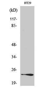 Fig. Western Blot analysis of various cells using Rab 7L1 Polyclonal Antibody.