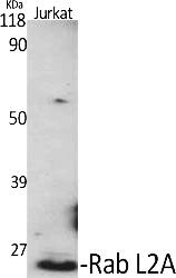 Fig.1. Western Blot analysis of various cells using Rab L2A Polyclonal Antibody diluted at 1:500.