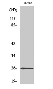 Fig.2. Western Blot analysis of COLO205 cells using Rab L2A Polyclonal Antibody diluted at 1:500.