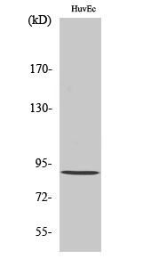 Fig. Western Blot analysis of various cells using Rabenosyn-5 Polyclonal Antibody diluted at 1:1000.