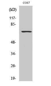 Fig. Western Blot analysis of various cells using Rac GAP1 Polyclonal Antibody.