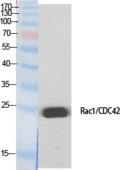 Fig.1. Western Blot analysis of various cells using Rac1/2/3/CDC42 Polyclonal Antibody.
