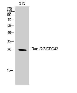 Fig.2. Western Blot analysis of 3T3 cells using Rac1/2/3/CDC42 Polyclonal Antibody.