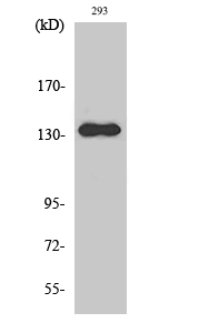 Fig. Western Blot analysis of various cells using RACK7 Polyclonal Antibody.
