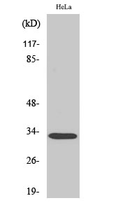 Fig. Western Blot analysis of various cells using Rad GTPase Polyclonal Antibody.