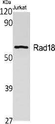 Fig.1. Western Blot analysis of various cells using Rad18 Polyclonal Antibody.