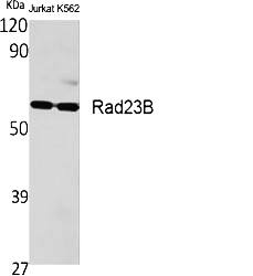 Fig.1. Western Blot analysis of various cells using Rad23B Polyclonal Antibody.