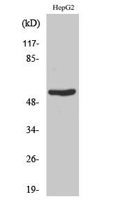 Fig.2. Western Blot analysis of HUVEC cells using Rad23B Polyclonal Antibody.