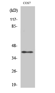 Fig. Western Blot analysis of various cells using Rad51C Polyclonal Antibody.