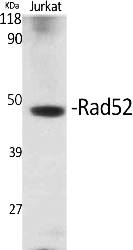 Fig.1. Western Blot analysis of various cells using Rad52 Polyclonal Antibody.