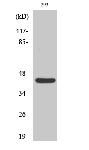 Fig.2. Western Blot analysis of 293 cells using Rad52 Polyclonal Antibody.