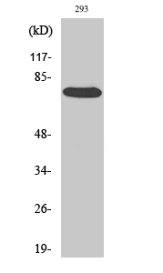 Fig.1. Western Blot analysis of various cells using Raf-1 Polyclonal Antibody diluted at 1:2000.